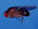 Hat durchaus ihren eigenen Kopf: Drosophila melanogaster. (Bild: Shimane Universitt)